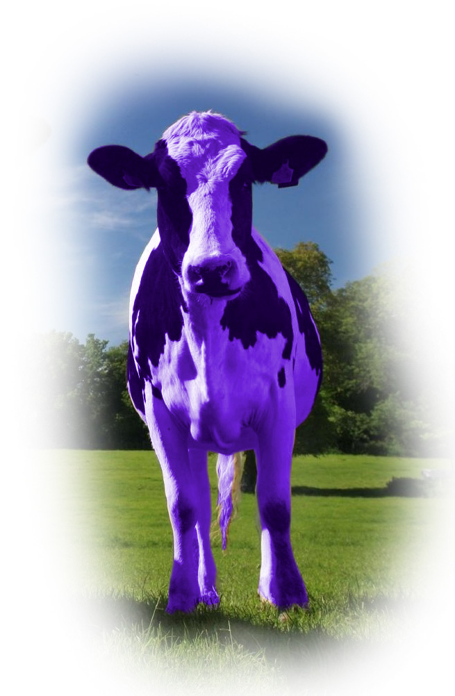 purple cow winery